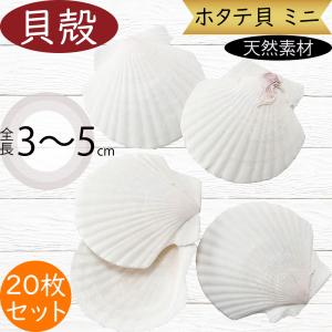 貝殻パーツ】オウムガイ LLサイズ 1個 オウム貝 No.5 : クラフトハウス