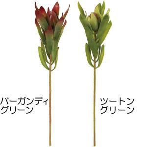 リューカデンドロン 種類 花 ガーデニング の商品一覧 通販 Yahoo ショッピング