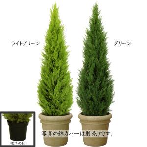 ゴールドクレスト コニファー インテリアグリー...の詳細画像1