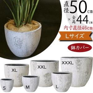 オリーブの木 ルッカ 6号鉢苗 鉢底から110cm程度 開帳型 観葉植物 屋外