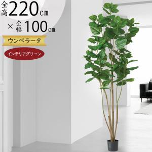 ウンベラータ 大型 おしゃれ 観葉植物 インテリアグリーン フェイクグリーン 造花 人工観葉 おすすめ リアル インテリア 人工樹木 オブジェ 特大 大きい 220cm｜keishin