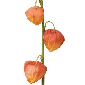 お盆飾り ほおずき 花束 アレンジメント の商品一覧 造花 アートフラワー 花 ガーデニング 通販 Yahoo ショッピング