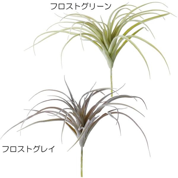 チランジア エアプランツ ティランジア 観葉植物 おしゃれ インテリアグリーン 27cm 3本セット