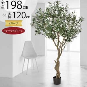オリーブの木 おしゃれ 大型 インテリアグリーン...の商品画像
