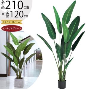 ドラセナ コンシンネ 大型 インテリアグリーン おしゃれ 人気 フェイク