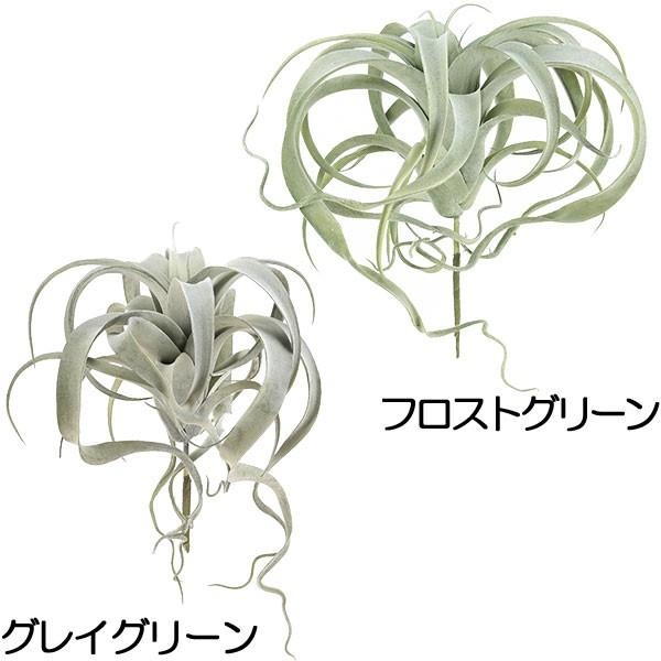 チランジア エアプランツ ティランジア 観葉植物 おしゃれ インテリアグリーン 35cm 2本セット