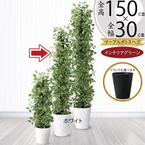 観葉植物 おしゃれ インテリアグリーン アイビー タワー ヘゴ 人気