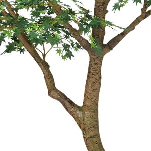 もみじ モミジ 大型 青紅葉 おしゃれ インテ...の詳細画像3