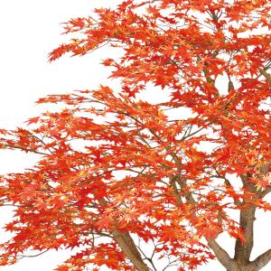 もみじ モミジ 大型 紅葉 おしゃれ インテリ...の詳細画像2