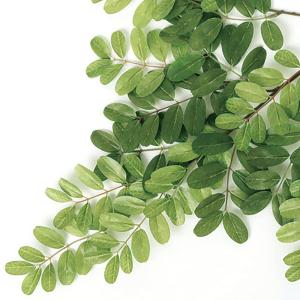 人工観葉植物 大型 特大 おしゃれ アカシア ...の詳細画像4