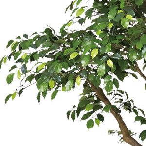 人工観葉植物 大型 特大 おしゃれ ベンジャミ...の詳細画像2