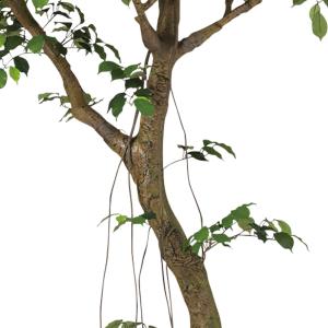 人工観葉植物 大型 特大 おしゃれ ベンジャミ...の詳細画像3
