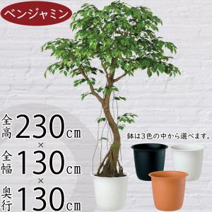 人工観葉 大型 特大 おしゃれ フェイクグリーン リアル インテリアグリーン おすすめ 観葉植物 人工樹木 造花 アートグリーン オブジェ アカシア コアッド 2.3m