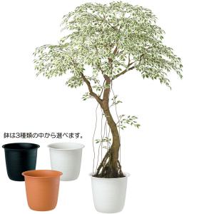 人工観葉 大型 特大 おしゃれ ベンジャミン ...の詳細画像1