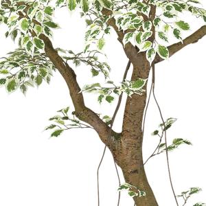 人工観葉植物 大型 特大 おしゃれ ベンジャミ...の詳細画像3