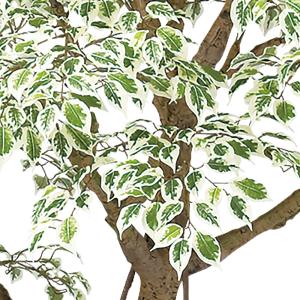人工観葉植物 大型 特大 おしゃれ ベンジャミ...の詳細画像4