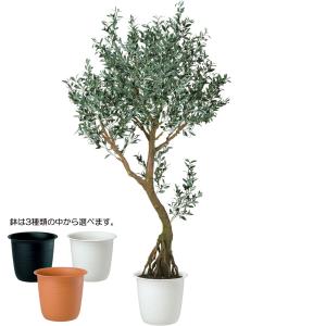 オリーブ 人工観葉植物 大型 特大 おしゃれ ...の詳細画像1