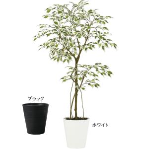 インテリアグリーン 人気 おしゃれ ベンジャミ...の詳細画像1