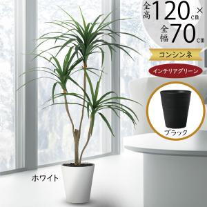 ケンチャヤシ 観葉植物 大型 人気 おしゃれ インテリアグリーン 