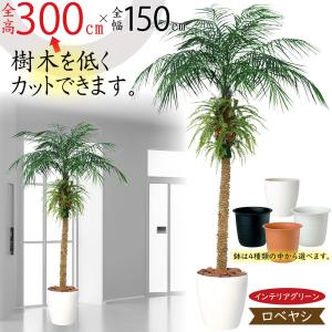 フェニックス 大型 観葉植物 人気 おしゃれ インテリアグリーン