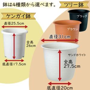 インテリアグリーン おしゃれ 人気 リアル お...の詳細画像3
