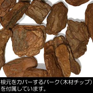 インテリアグリーン 大型 おしゃれ 人気 リア...の詳細画像5