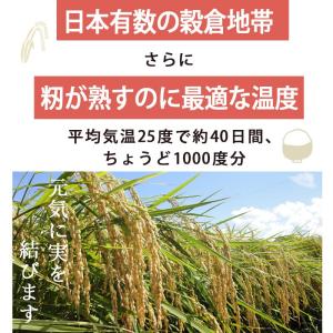 令和5年産 5kg 送料無料 無洗米 吟精 新...の詳細画像3