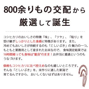 【新米】令和8年産 無洗米 吟精 新潟産こしい...の詳細画像2