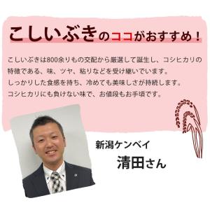 【新米】令和8年産 無洗米 吟精 新潟産こしい...の詳細画像4