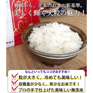 無洗米 新之助 5kg 送料無料 新潟産 令和...の詳細画像2