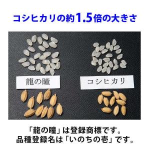 龍の瞳 いのちの壱 3kg 令和7年産米 岐阜...の詳細画像4
