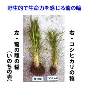 龍の瞳 いのちの壱 3kg 令和7年産米 岐阜...の詳細画像5