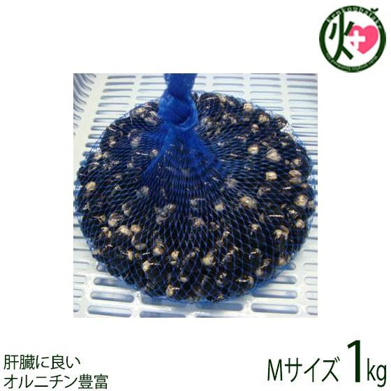 宍道湖産 活しじみＭ 殻高12〜14mm(砂はき済）1kg 島根県 中国地方 新鮮 シジミ 魚介類 ...