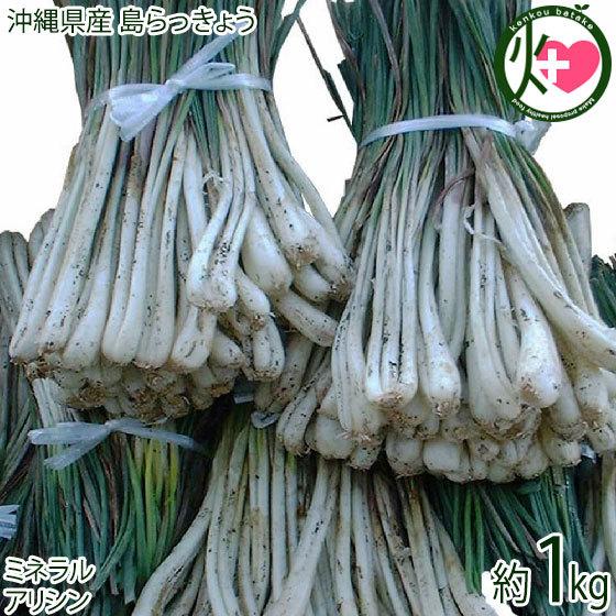 沖縄産島らっきょう 1kg 沖縄 人気 南国野菜 希少 土産 アリシン アデノシン