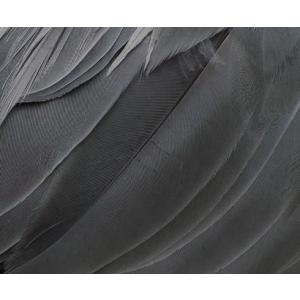 (取寄)BORG 107FL望遠レンズセットC...の詳細画像5