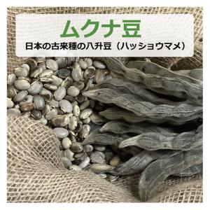 ムクナ豆 （日本の古来種の八升豆） 100g （ハッショウマメ）