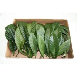 無農薬 枇杷の葉（びわの葉）300g（枇杷の生葉30枚〜40枚）枇杷