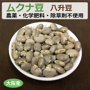 大阪産 生ムクナ豆 300g 八升豆 無農薬 無化学肥料 無除草剤 【ゆう