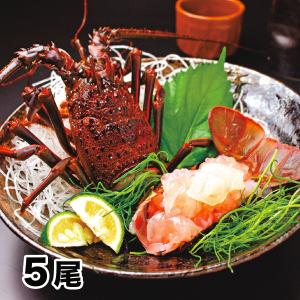 活〆伊勢海老 大盛 35尾 送料無料!! 活〆伊勢海老 大盛 35尾 送料無料!!