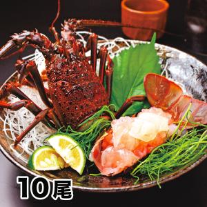 天然伊勢海老 いせえび 活〆 いけじめ お刺身用えび