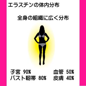 エラスチン サプリ 60日分 (機能性表示食品...の詳細画像4