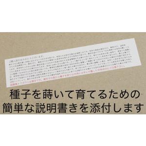 硫黄島トウガラシ付き健啖隊ステッカーの詳細画像2
