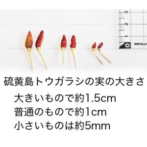 硫黄島トウガラシ付き健啖隊ステッカーの詳細画像3