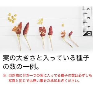 硫黄島トウガラシ付き健啖隊ステッカーの詳細画像4