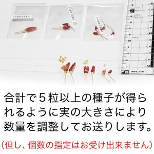 硫黄島トウガラシ付き健啖隊ステッカーの詳細画像5