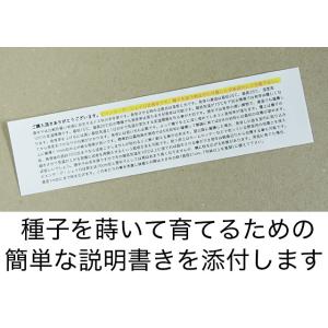 ピメンタ・デ・シェイロ付きネオニャゴラステッカーの詳細画像2