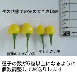 ピメンタ・デ・シェイロ付きネオニャゴラステッカーの詳細画像4