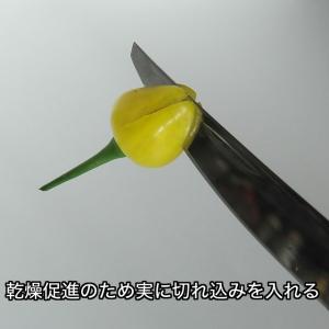 ピメンタ・デ・シェイロ付きネオニャゴラステッカーの詳細画像5