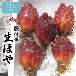 三陸産 殻付きほや4年物 (5個) 丸繁商店 気仙沼 ホヤ ほや 珍味 旬 おつまみ お取り寄せ
