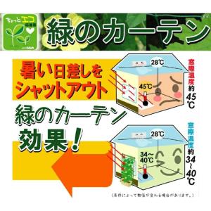 1.8m吊り下げ式 緑のカーテン グリーンカー...の詳細画像5